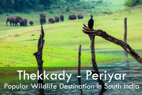 thekkady -periyar wildlife destination places to visit kerala