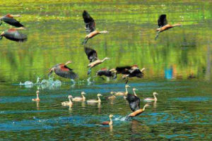 Thattekadu Bird Sanctuary